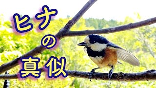 ヒナの真似！子育て中に可愛いポーズをするヤマガラの親鳥　とりのる