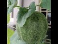 陽台小瓜園_ balcony garden honeydewmelon japanesemustmelon watermelon 陽台 花園 日本网纹蜜瓜 哈密瓜 甜瓜 西瓜