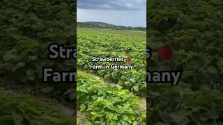 Strawberry Farm #germany #nature #viralvideo #strawberries #farming #farmer #history #highlights