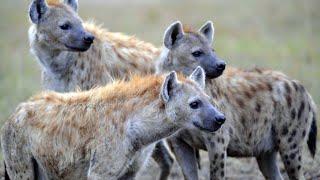 Hyena crazy wild life Hindi documentary.hyena robbers of jungle.