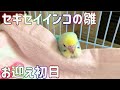 【お迎え1日目】セキセイインコの雛を箱から出す瞬間～先住インコと初対面 生後2ヶ月 レインボー インコ Budgerigar