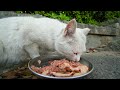 i fed the contraceptive japanese stray cats