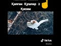 кабани химоя килган кушлар