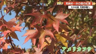 《圧倒的な存在感！黄色のメタセコイア》北川村「モネの庭」マルモッタンの紅葉見頃【高知】 (24/11/29 17:00)