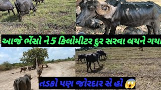 આજ ભેંસો ને 5 કિલોમીટર દૂર સારવા લય ને ગયા