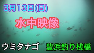 豊浜釣り桟橋 3月13日(日)水中映像 ウミタナゴ