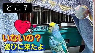 【覗き見】コトちゃんの探し物は