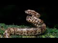 malabar pit vipers herping in the western ghats monsoon 2023