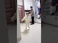 爸爸跟女儿说让她不要踩刚拖的地，没想到女儿竟然会轻功！#funny#萌娃#搞笑