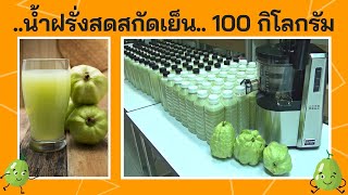 น้ำฝรั่งสดสกัดเย็น คั้นแยกกากด้วยเครื่อง Hurom รุ่น H22 จำนวน 100 กิโลกรัม