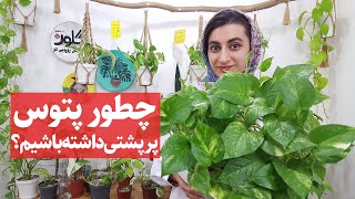 ۳ راه پرپشت کردن گل پتوس Pothos