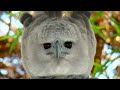 meet the south american harpy one of the largest birds in the world.