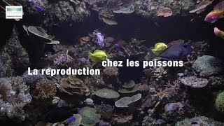 La reproduction chez les poissons