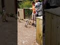 Feeding the penguins South Lake Safari Zoo