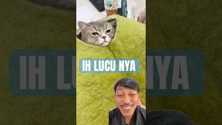 TERNYATA ADA KUCING LUCU ⁉️ #cat #catlover #pets #cutecat