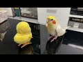 Funny Bird Moments Caught on Tape | Try Not to Laugh 🐦🤣 #animalcomedy