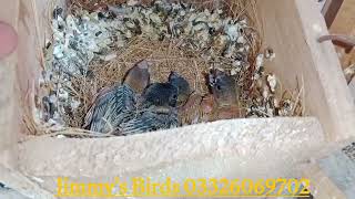 Yellow Gouldian Finch Chicks with parents,Eumo Finch and Triple Orange Finch