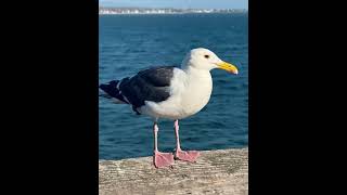 Western gull close shot