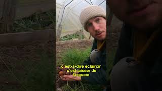 #63 : Culture dérobée de carotte - Léo Drevet Permaculture #gardening