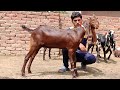 goat Farming Betal Nagra pattha Naveed Khan Goats Fram 03106525101