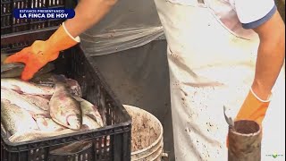 Conozca cómo transformar las vísceras de pescado en fertilizante para cultivos - La Finca De Hoy