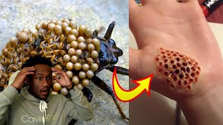 OMG 🙀 10 Most Dangerous Bugs in the World