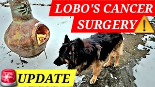 Lobo's Cancer Surgery Update...