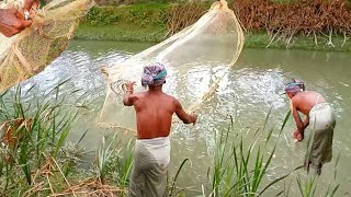 খালে ঝাঁকি জাল দিয়ে বাইল মাছ ধরা | Fishing in canals with nets