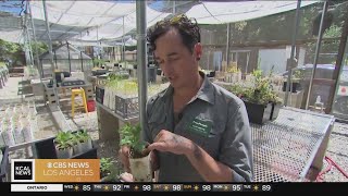 An arborist shows us the science behind planting trees