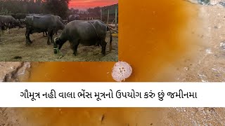 ગૌમૂત્રનો ખેતીમાં ઉપયોગ: ફળદ્રુપતા વધારવા માટે કુદરતી ઉપાય|Cow Urine in Better Crop Growth