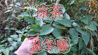 “忍冬藤”是家户喻晓的凉茶，植物别称“老翁须”，遇见别错过！