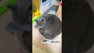 子猫から成猫へ【猫成長動画】🐱 #shorts