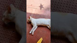 எந்த ஒரு கெட்ட பழக்கமும் கிடையாது 🐱🐱🐱#funnyvideo #cat #catfunny #catlover #pets #tamil