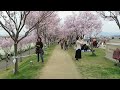 狭山池　桜　堺市