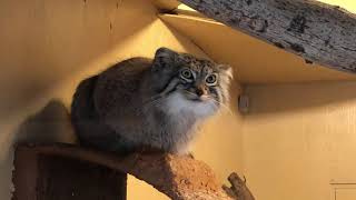 マヌルネコ　いつも可愛い❤️ 埼玉県こども動物自然公園　2022年4月16日