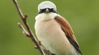 Neuntöter (Lanius collurio) Eifel / Enderttal 26.5.2015