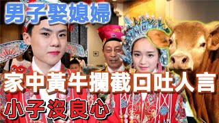 男子娶媳婦，家中黃牛跑半路攔截口吐人言，小子沒良心 | 說故事的小琪 #民間故事