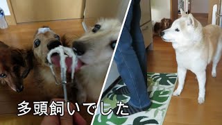 多頭飼い経験者が今度は一人っ子にする理由（ダックスフンド）（柴犬）