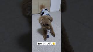 イタズラするトイプードル🐶＃shorts