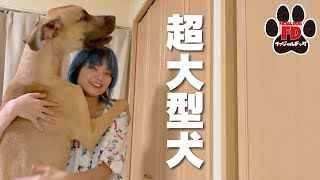 超大型犬のイメージを覆します！グレートデン子犬