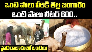 ఒంటె పాలు వీరికి తెల్ల బంగారం లీటర్ 600 | Malakpet Camels | Litre Camel Milk Rs 400 |  I Dream