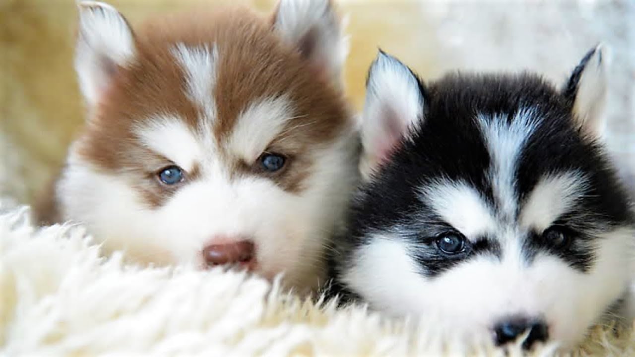 Perritos Bebes Tiernos