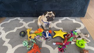 DOG TOY COLLECTION 2021 | Pangpang the Pug shows off his toy collection (YouTube Short Live)