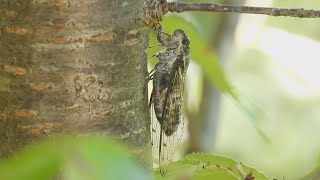 【日本の昆虫】ツクツクボウシの鳴き声