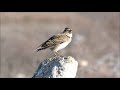 Calandra lark (Melanocorypha calandra) Γαλιάντρα