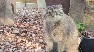 [pallas's cat] Stick to the wall like a ninja! Busy going back and forth between room and garden🙀