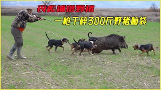 一枪就崩开了300斤野猪脑袋，野猪泛滥成灾，丧彪惊险狩猎。