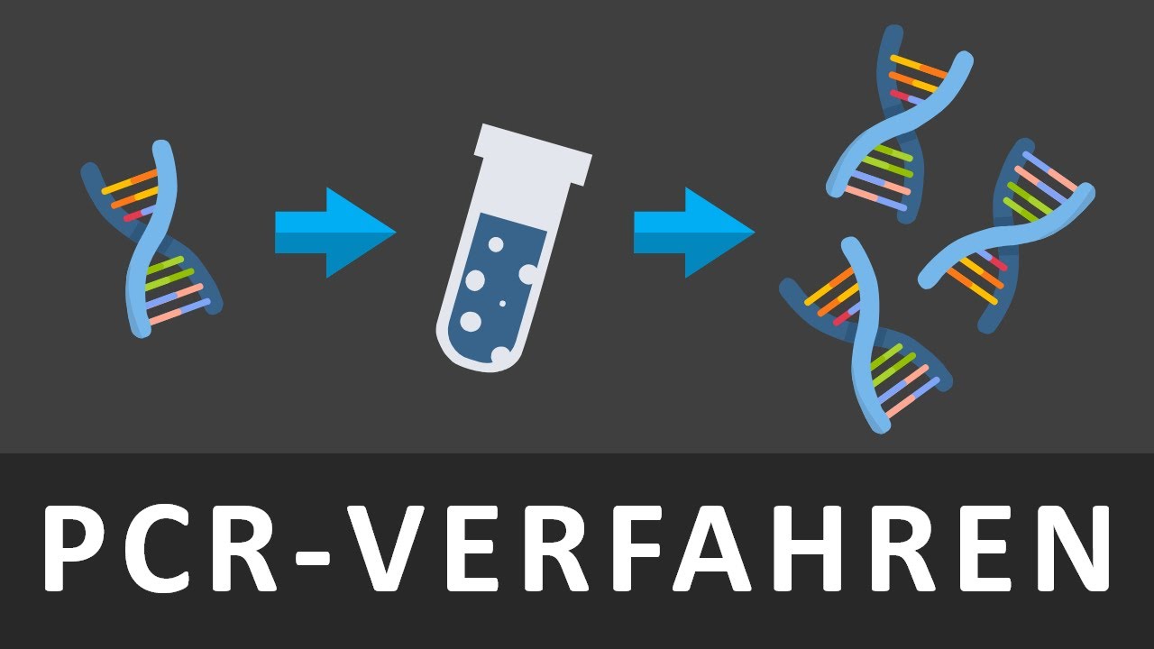 PCR | DNA Kopieren | Die Polymerase Kettenreaktion Einfach Erklärt ...