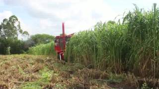 napier grass harvesting working video  of forage harveser machine