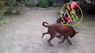 Dog vs Cat Fighting - Dog vs Cat Fighting for a Reptile - Dog vs Cat